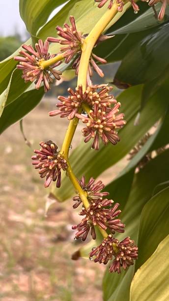 istock Selective focus dracaena fragrans (cornstalk dracaena) blossom in the garden. 1489032730
