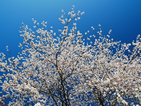 April 4, 2022 Spring in Japan, cherry blossom scenery