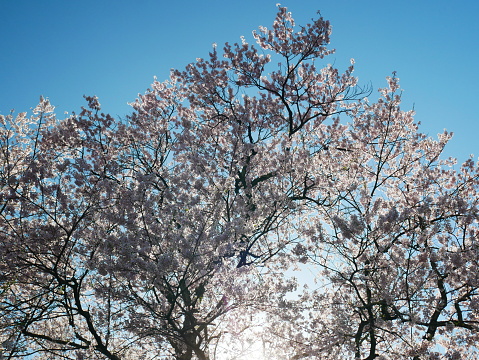 April 4, 2022 Spring in Japan, cherry blossom scenery