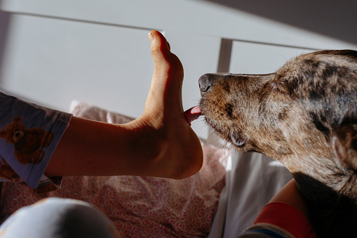 dog licking barefoot of the child in the bed in morning light