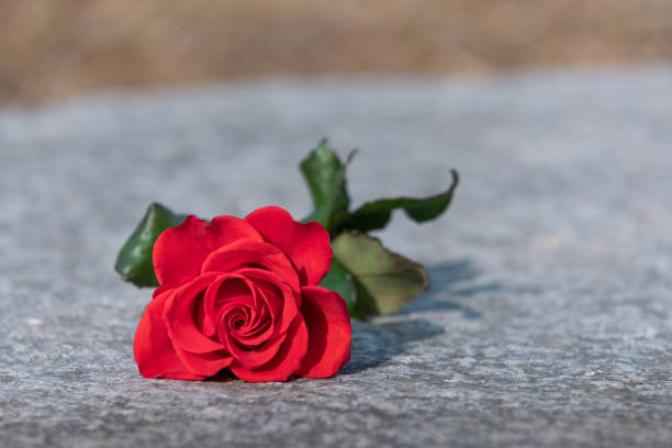 istock A red rose lies on the floor. 1489033469