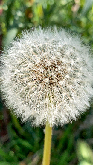 The fluffy dandelion stands tall, its delicate seeds ready to take flight with the gentlest breeze. 
Its airy appearance hints at the magic of wishes carried away by the wind.