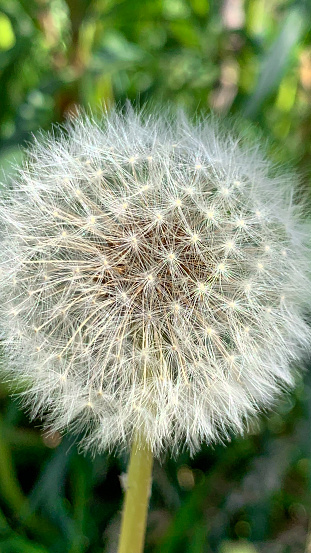 The fluffy dandelion, with its delicate seed head, dances gracefully in the breeze, carried by the gentle whispers of wind. Its ethereal appearance adds a touch of whimsy to the landscape, captivating the eye with its delicate form.