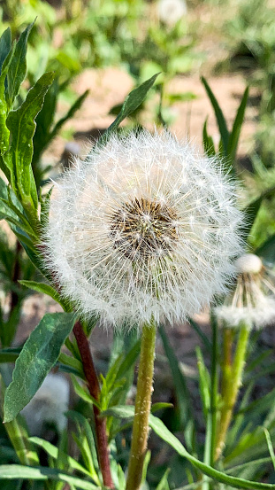 The fluffy dandelion stands tall, its delicate white tuft ready to take flight with the gentlest breeze. Each feathery seed, like a tiny parachute, carries the potential for new beginnings, symbolizing the resilience and beauty found in the simplest of nature's creations.