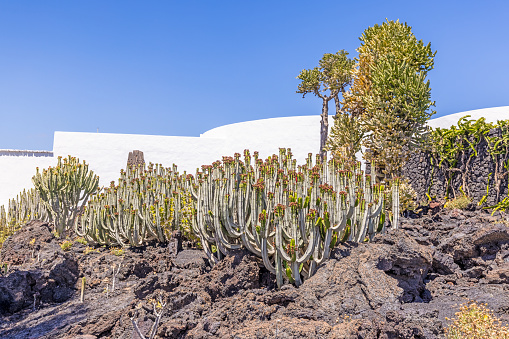 Different cacti in a garden on the Canary Island of Lanzarote at daytime