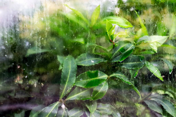 istock plants in greenhouse viewed through glass 1489042271