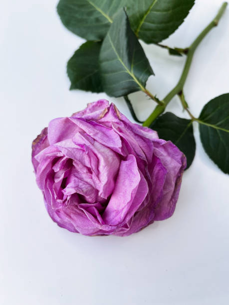 Wilted pink rose on a white background. Closeup.