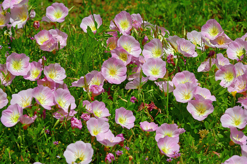 Oenothera speciosa, commonly called white evening primrose, features fragrant, bowl-shaped, four-petaled, white flowers (to 2-3” diameter) with yellow anthers that bloom from the upper leaf axils in spring (May-July). Flowers often mature to rosy pink as noted by this plant’s additional common names of pink evening primrose and pink ladies.