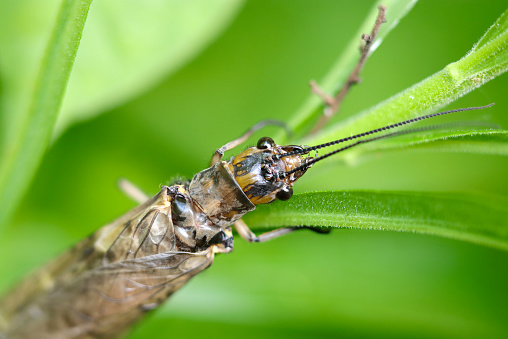 Japanese large dobson fly (Yamatokurosujihebitombo, Parachauliodes japonicus) holding on to a grass stalk (Close up macro photograph on a sunny outdoor)