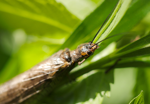 Japanese large dobson fly (Yamatokurosujihebitombo, Parachauliodes japonicus) holding on to a grass stalk (Close up macro photograph on a sunny outdoor)