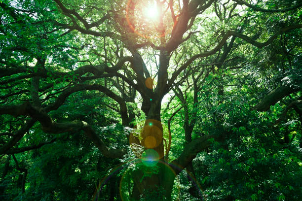 暗い森の中の大きな木を通して差し込む太陽の光