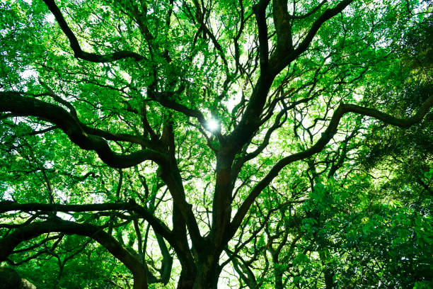 istock Sunlight filtering through the big tree in a dark forest 1489046698
