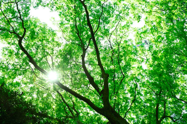 istock Sunlight filtering through the big tree in a dark forest 1489046715