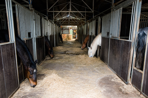 Horses in their boxes on a horse farm