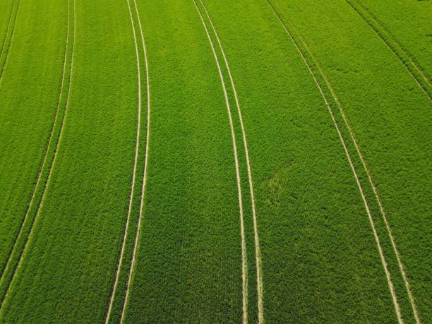 istock Top view of a growing wheat field with lanes in spring 1489049787
