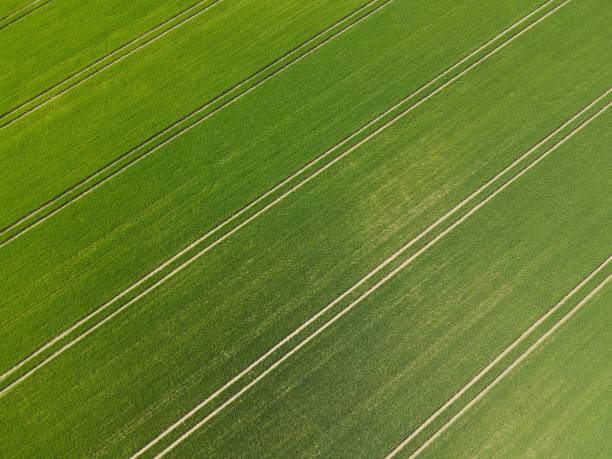 istock View from above of a growing wheat field in spring 1489050015
