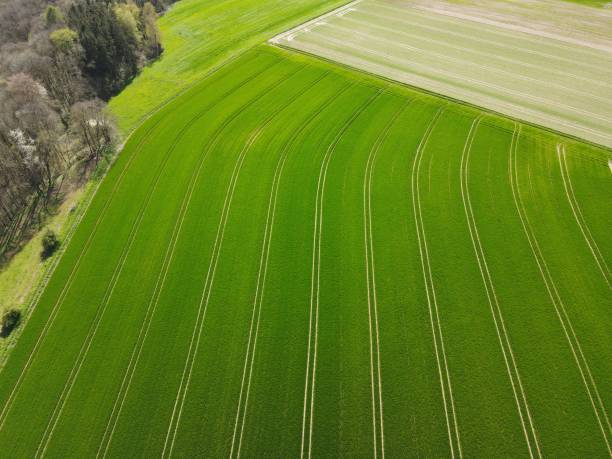 istock Aerial view of a growing wheat field in spring 1489050040