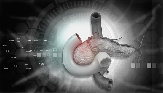 Pancreas anatomy. 3d digital illustration