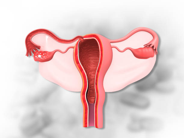 istock Uterus and ovaries with fallopian tubes 1489052534
