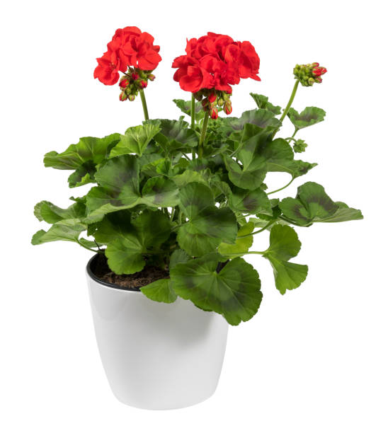 istock Lush red zonal geranium flower in pot 1489053438
