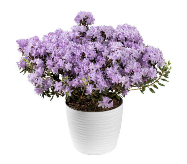 istock Purple rhododendron flowers in ceramic pot 1489053448