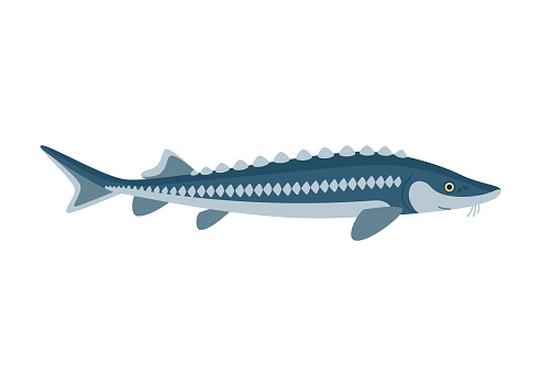 Sturgeon fish, seafood and underwater animal. Aquatic delicacy, gourmet. Fishery. Vector illustration isolated