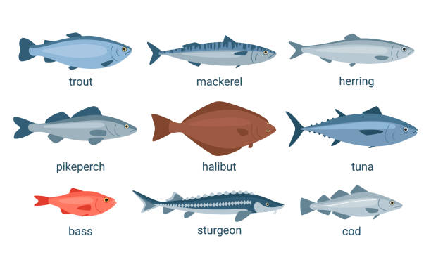 물고기 동물 세트, 식사를위한 원시 해산물. 컬렉션 물고기 송어, 참치, 고등어, 청어, 파이크 퍼치, 넙치, 농어, 철갑 상어, 대구. 식용 해양 물고기. 벡터 만화 그림 - catch of fish illustrations stock illustrations