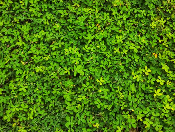 istock Green plants in the park for background 1489054184