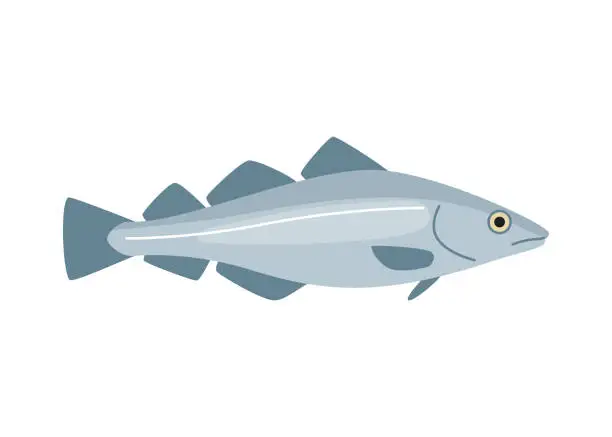 Vector illustration of Codfish haddock, cod seafood and underwater color animal. Water delicacy, gourmet. Fishing. Vector illustration isolated