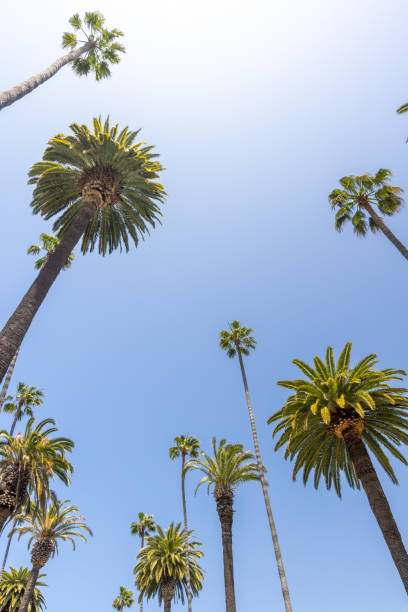 istock A perfect summer day and tall palms 1489055949