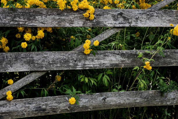 Free Stock Photo of Wooden Fence in Field of Flowers | Download Free ...