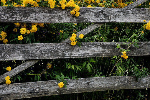 beautiful yellow flowers behind a vintage wooden fence. rustic style