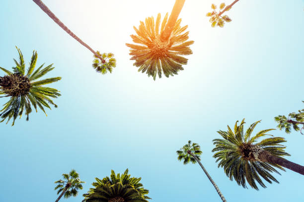 Un día de verano perfecto y palmeras altas - foto de stock