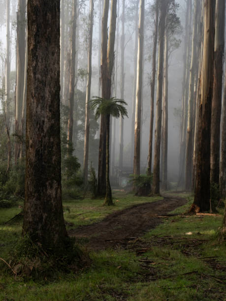 istock Mystical trees and tree ferns 1489057466