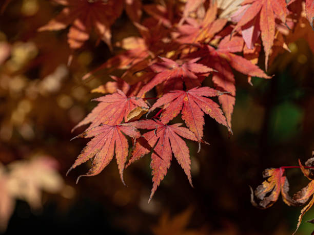 istock Close up of colourful autumn leaves 1489057592