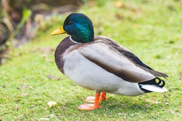 istock Mallard duck standing in the grass, illuminated by sunlight in a natural outdoor setting 1489057638