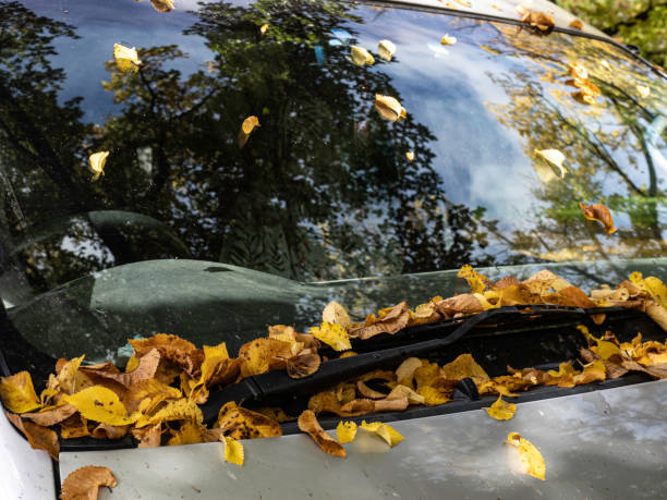 istock Autumn leaves on car window 1489057757