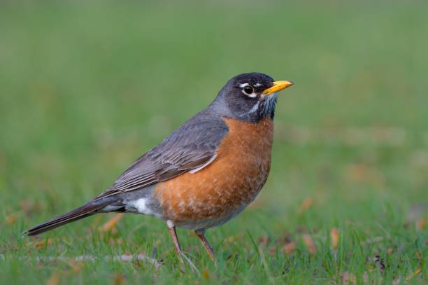 istock High-resolution closeup shot of an American Robin (Turdus migratorius) 1489058029