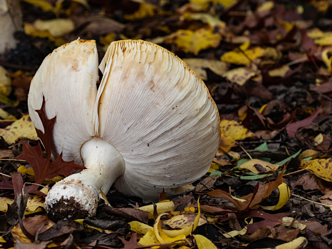 Close up of mushroom surrounded by autumn leaves