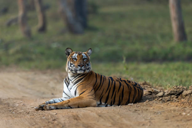 istock Tigeress in the Wild 1489058257