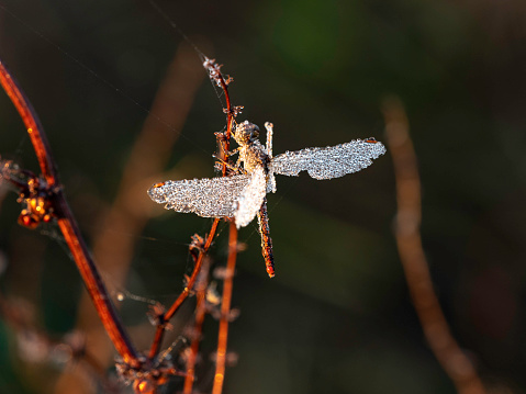 Dragon fly with dew caught in spiders web