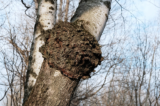 Inonotus obliquus, commonly called chaga mushroom, parasitic on birch tree. Fungus, Sterile conk trunk rot of birch. Charcoal-like mass.