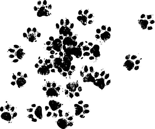 ilustrações de stock, clip art, desenhos animados e ícones de cat print footpath - cat paw print