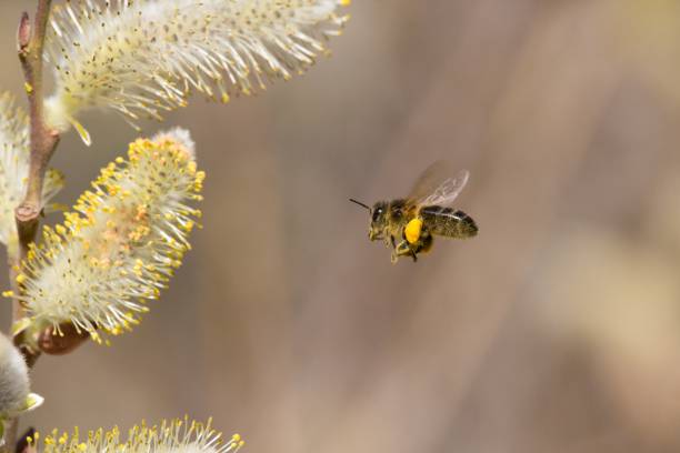 istock Apis mellifera flying towards Salix flower 1489064097