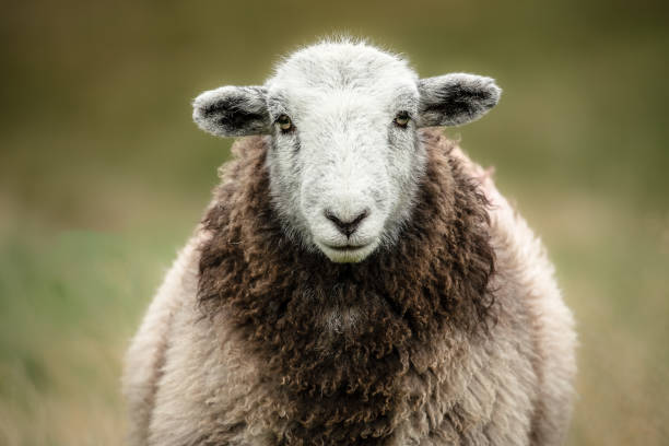 カメラを向けたハードウィック羊の接写が、開いたカンブリアの丘の上に立っていました。イギリスの湖水地方。水平な。 ハードウィックシープはカンブリア原産です。 - herdwick sheep ストックフォトと画像