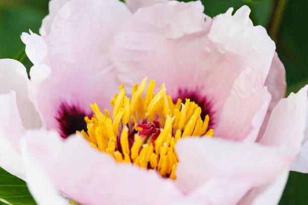 Macro photography of a peony - Extreme close-up