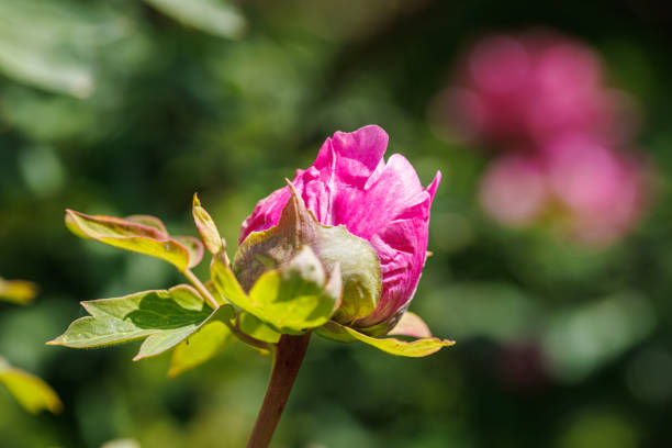 Macro photography of a peony - Extreme close-up