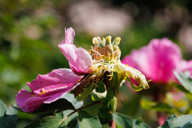 Macro photography of a peony - Extreme close-up