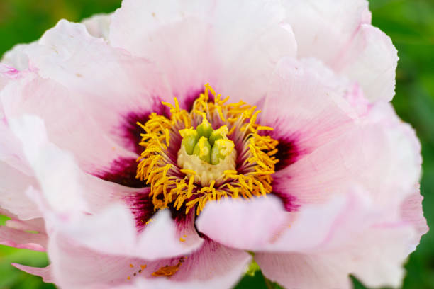 istock Macro photography of a peony 1489067094