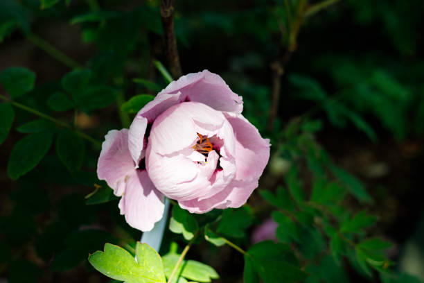 Macro photography of a peony - Extreme close-up